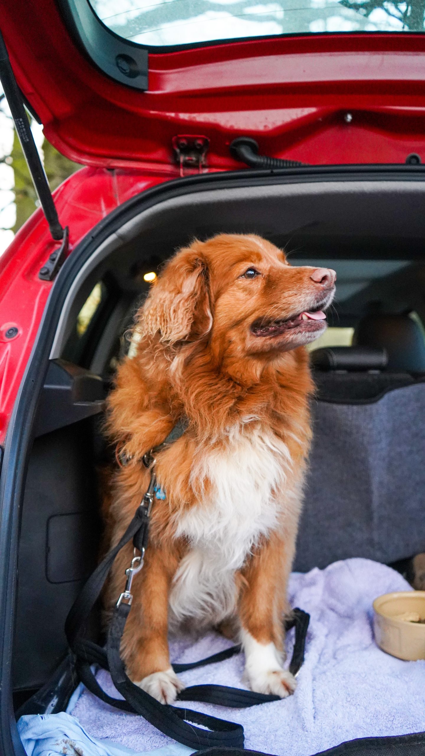 traveling with dogs